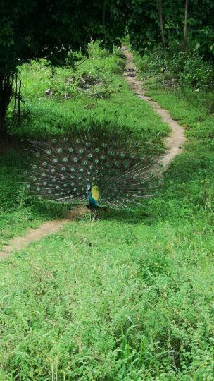 Bird Paradise Hotel Sigiriya Exterior photo